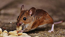 24 Hour & Emergency Exterminators in Newport, KY